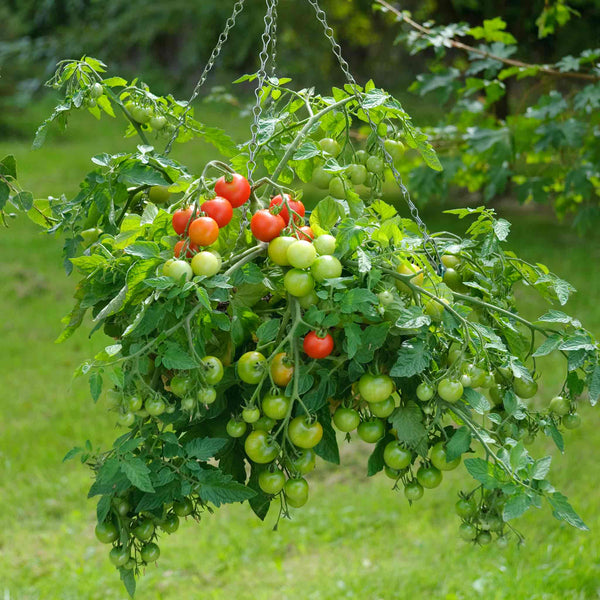 Bush Tomato Plant 'Siderno'