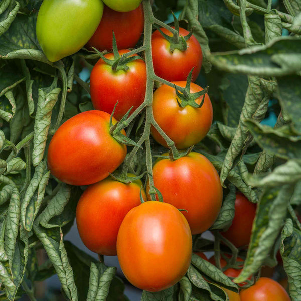 Cordon Tomato Plant 'Sahel'