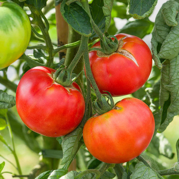 Cordon Tomato Plant 'Rose Crush'