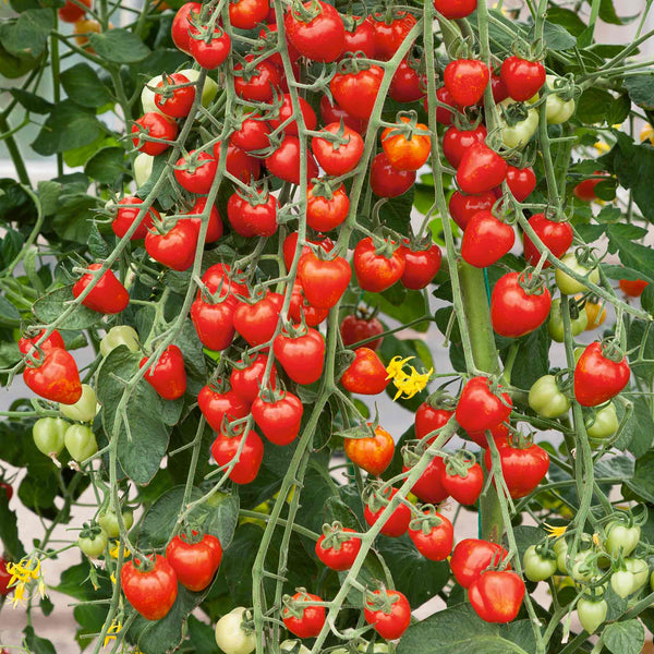 Cordon Tomato Plant 'Fraise'