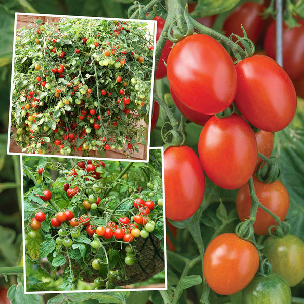 Bush Tomato Plant 'Hanging Basket Collection'