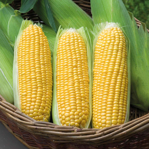 Sweetcorn Plant 'Moonshine'