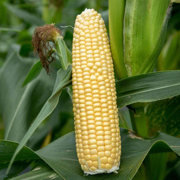 Sweetcorn Plant 'Conquerer'