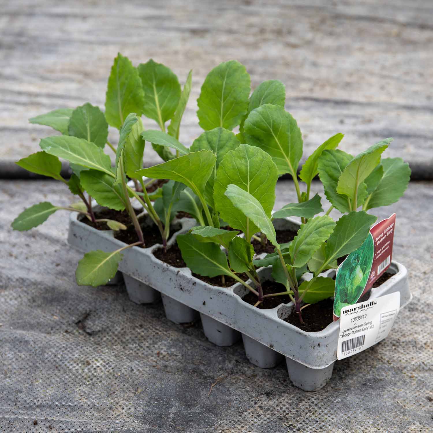 Spring Cabbage Plant 'Durham Early' – Plantroops United Kingdom