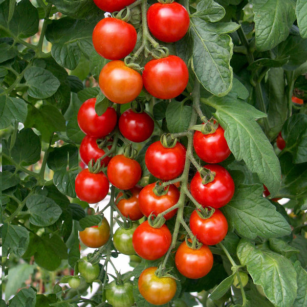 Cordon Tomato Plant 'Shirley'