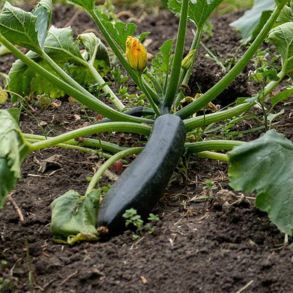 Courgette Plant 'Firenze'