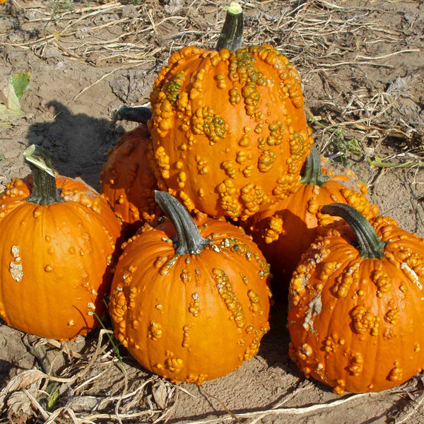 Pumpkin Plant 'Goosebumps'