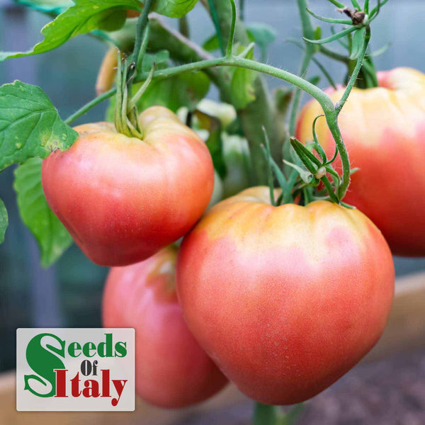Cordon Tomato Plant 'Cuor Di Bue'