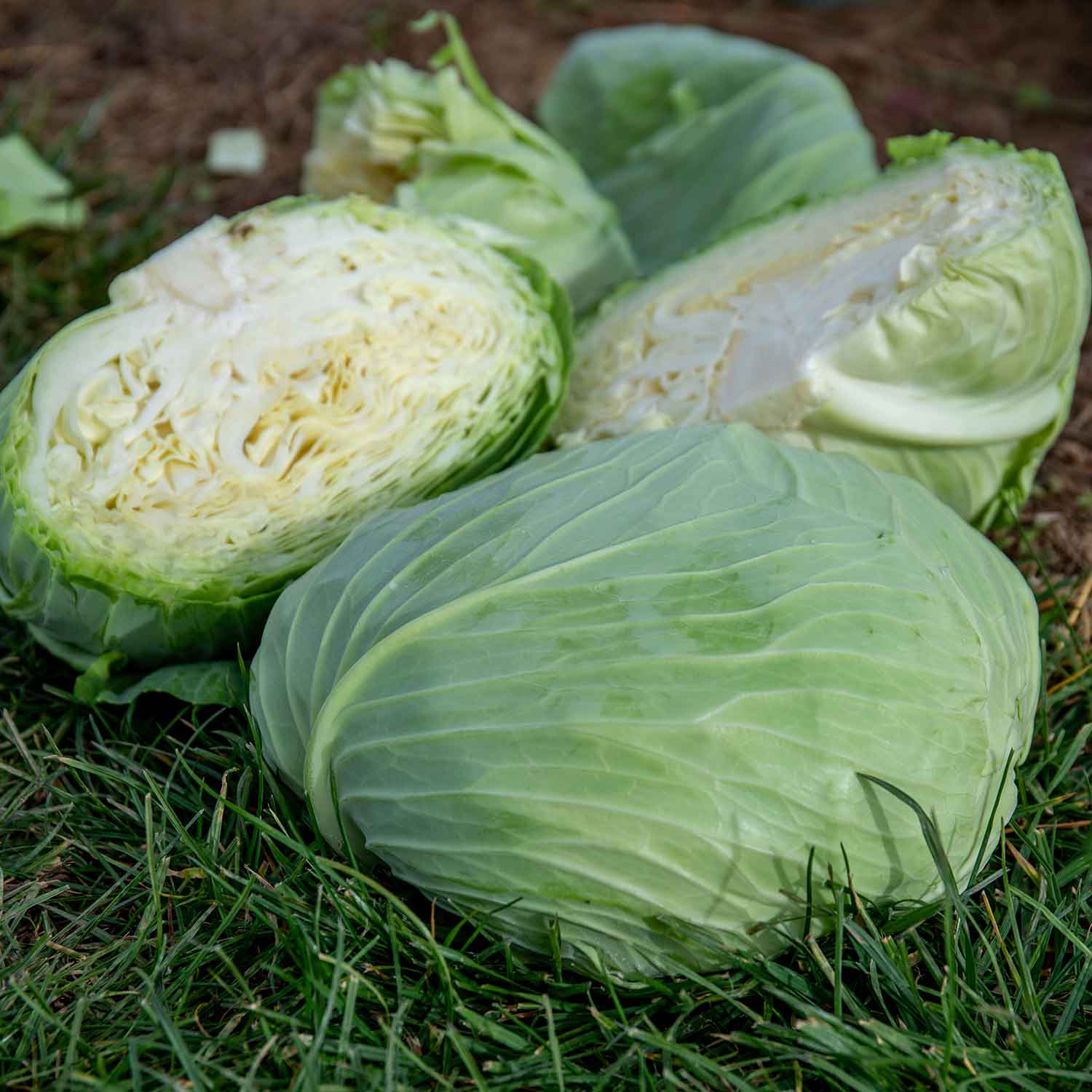 Cabbage Plant 'Felicity' – Plantroops United Kingdom