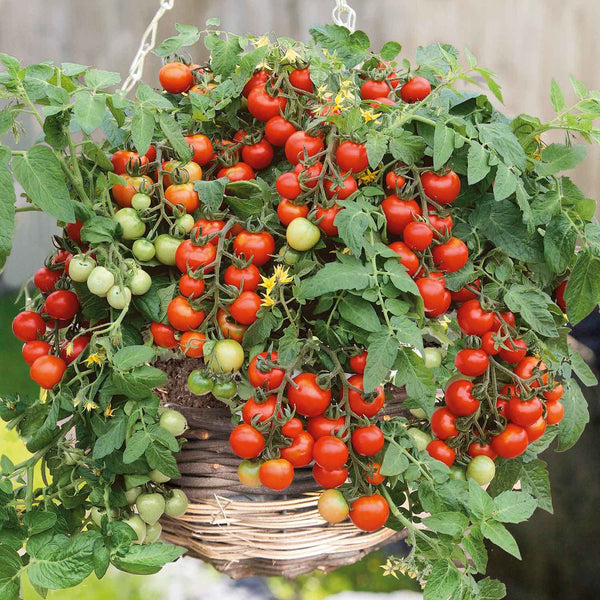 Bush Tomato Plant 'Bitonto'