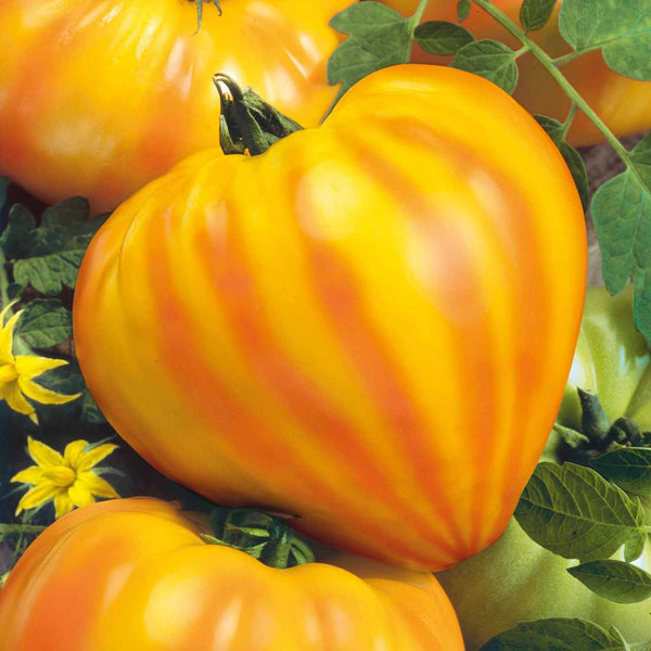 Cordon Tomato Plant 'Gourmansun'