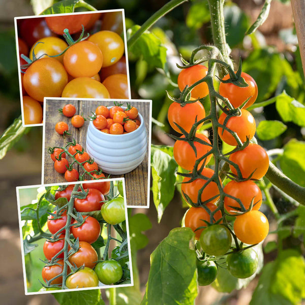 Tomato Plant 'Sweetest Collection'
