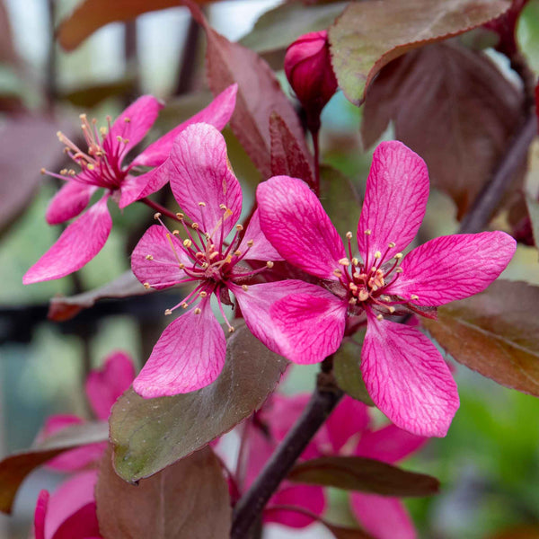 Crab Apple Tree 'Profusion'