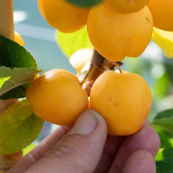 Crab Apple Tree 'Golden Hornet'