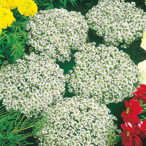 Alyssum Snow Crystals Seeds