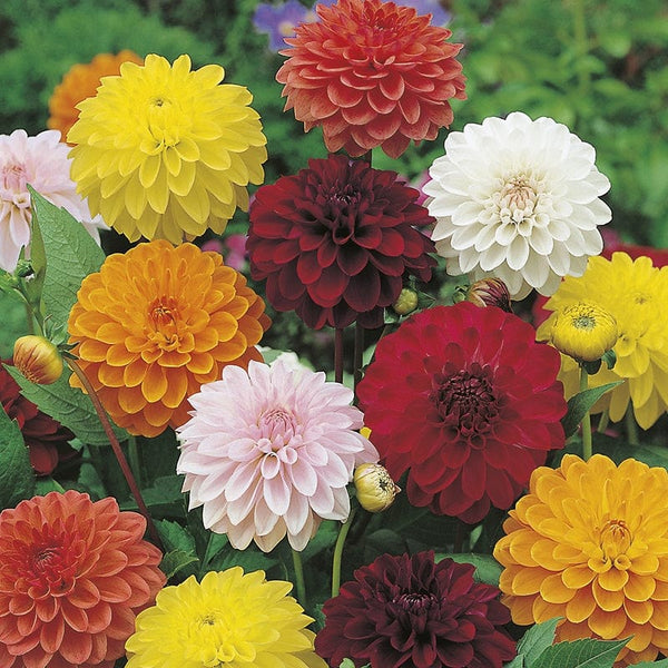 Dahlia Showpiece Seeds
