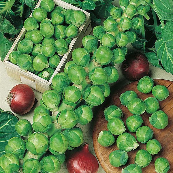 Brussels Sprout Season Long Cropping Seed Collection