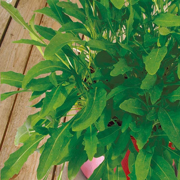 Rocket Olivetta Seeds