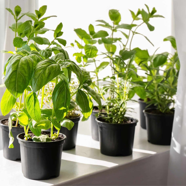 Indoor Herb Plants Collection