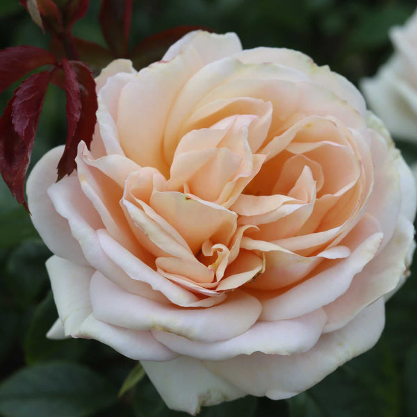 'Champagne Moment' Floribunda Rose