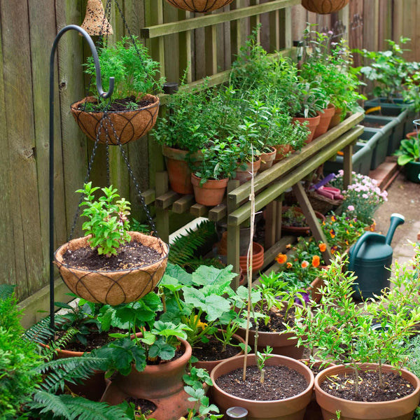 Vegetable Plants for Pots