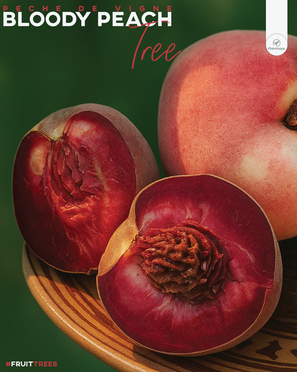 'Peche de Vigne' Bloody Peach Tree