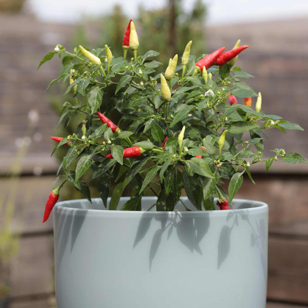 'Basket of Fire' Chilli Pepper Plant