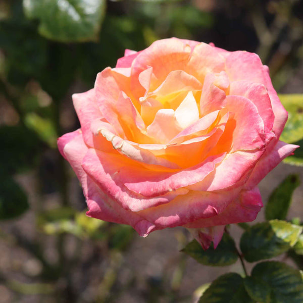 'Firebird' Floribunda Rose