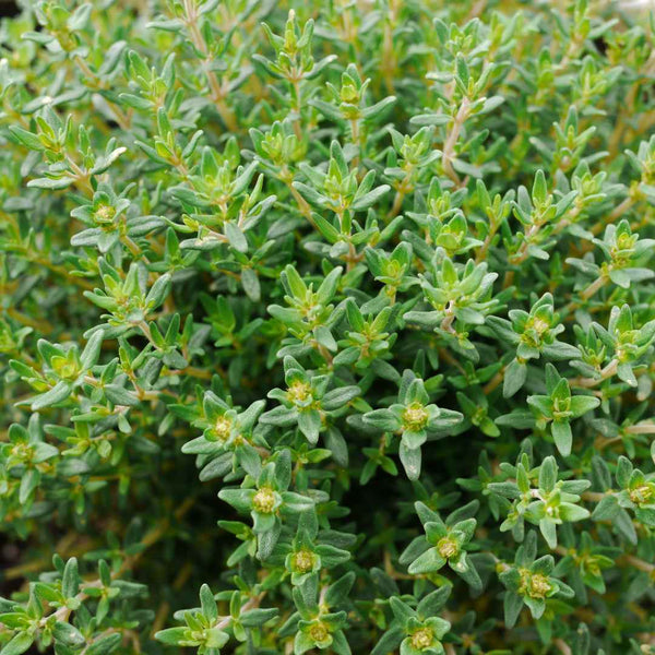 Lemon Thyme Plant