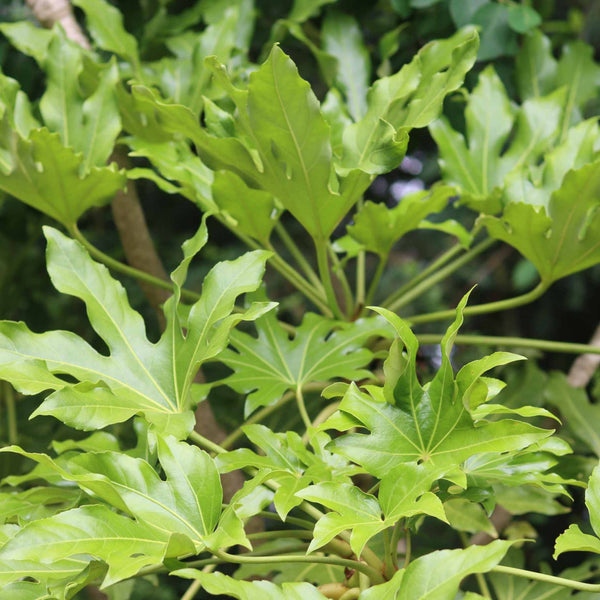 Fatsia japonica