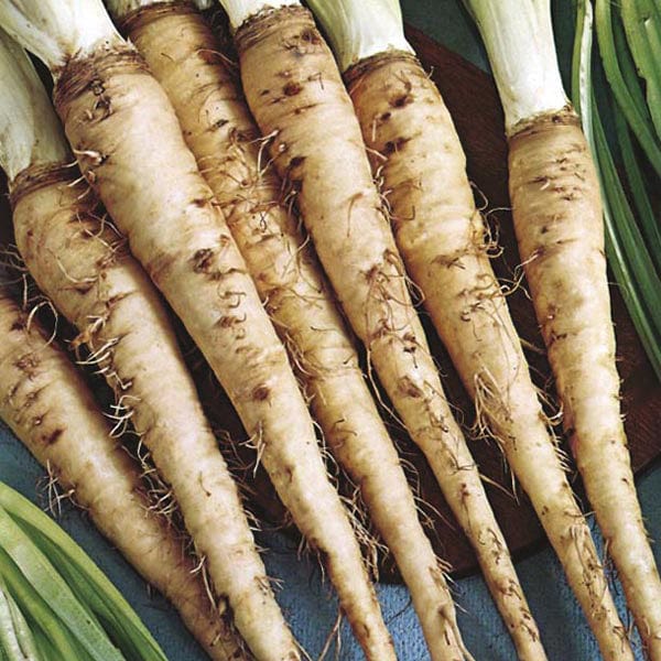 Salsify Seeds