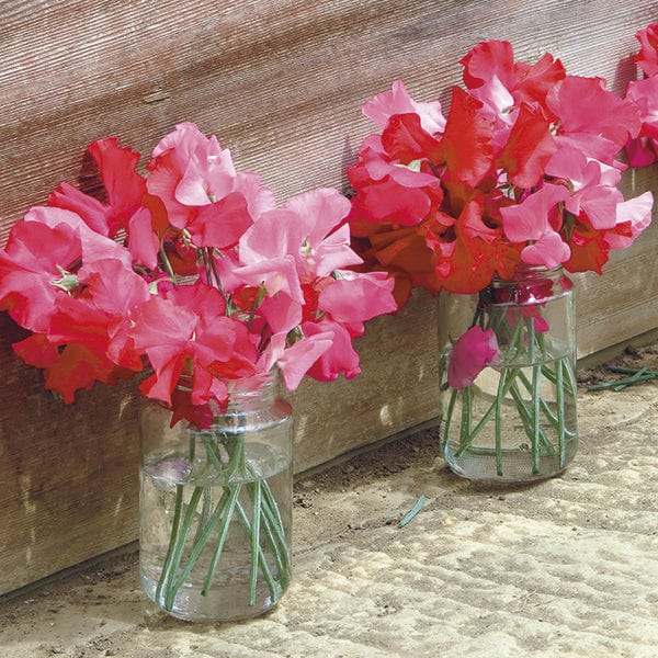 Sweet Pea Scarlet Tunic Seeds