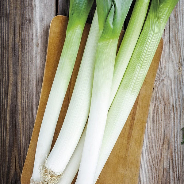 RHS Leek Pancho Seeds