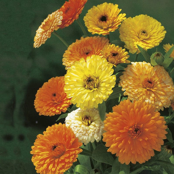 RHS Calendula Fiesta Gitana