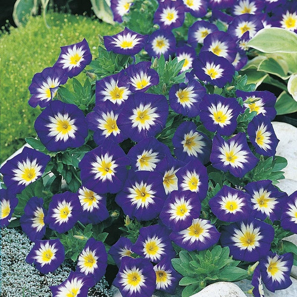 RHS Convolvulus Blue Ensign