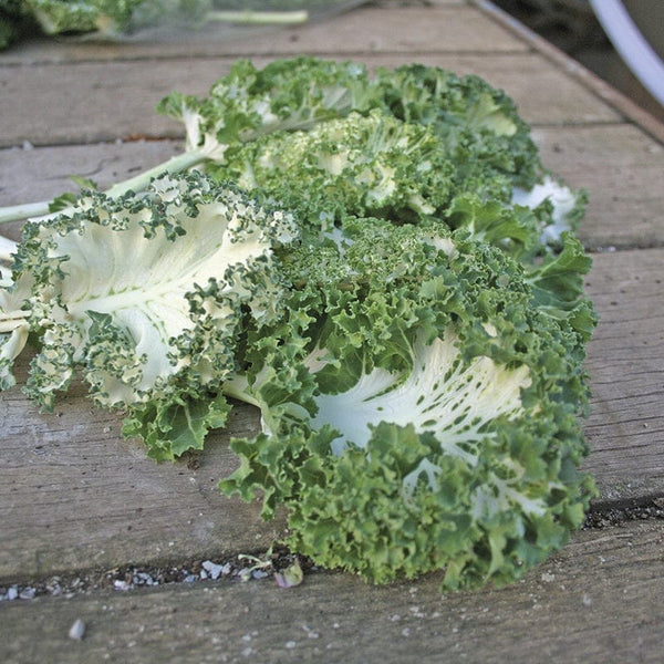 Kale Emerald Ice Seeds