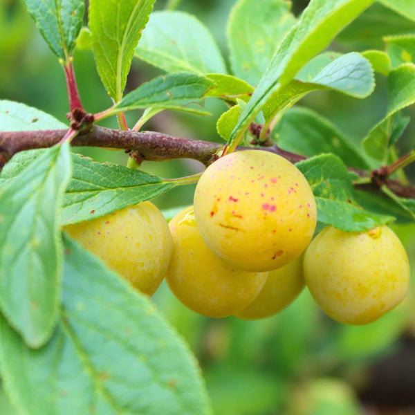 'Mirabelle De Nancy' Plum Tree