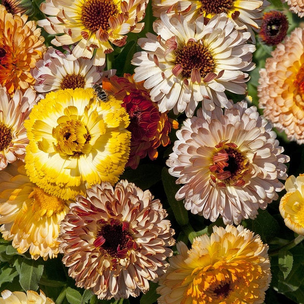 Calendula Playtime Mixed Flower Seeds