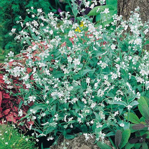 RHS Omphalodes linifolia Flower Seeds