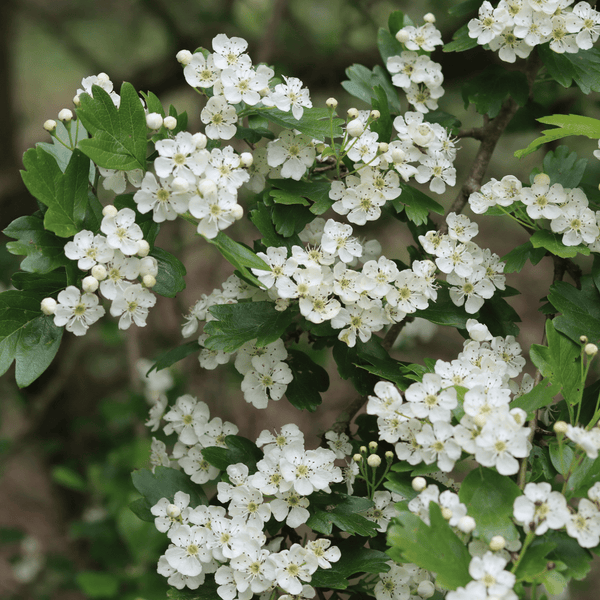 Common Hawthorn Hedging | Crataegus monogyna