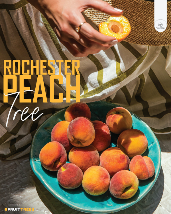 'Rochester' Peach Tree