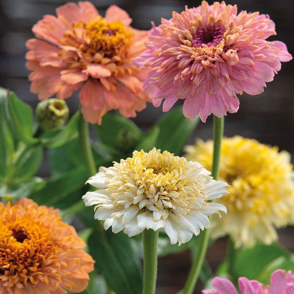 Zinnia Peaches & Cream Mixed Flower Seeds
