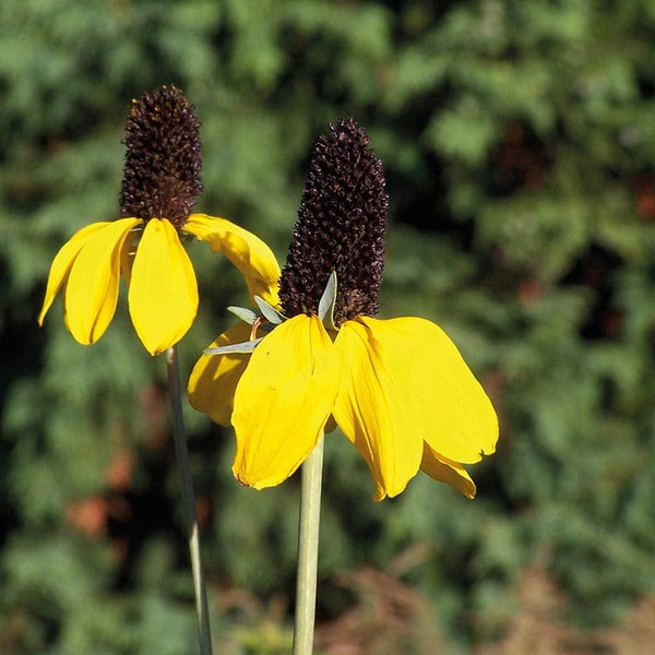 Rudbeckia amplexicaulis Flower Seeds