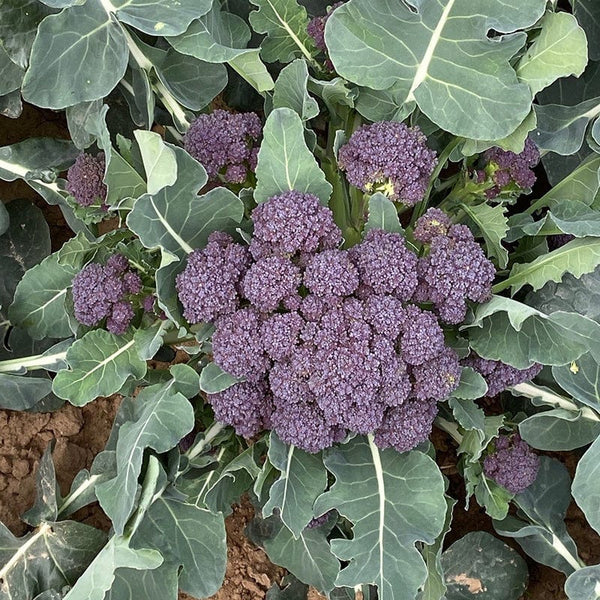 Broccoli (Sprouting) Burgundy F1 Vegetable Seeds