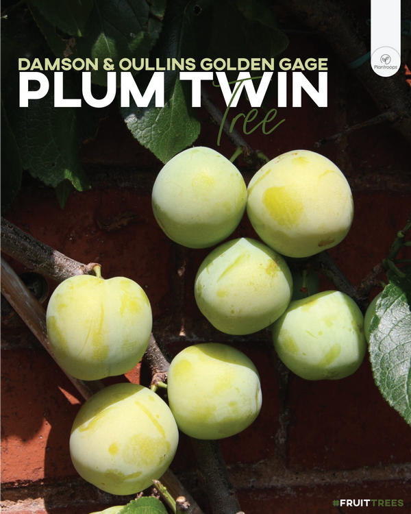 Plum Twin Tree 'Damson & Oullins Golden Gage'