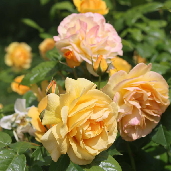 'Absolutely Fabulous' Floribunda Rose