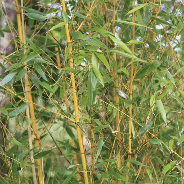 Golden Bamboo | Phyllostachys aurea