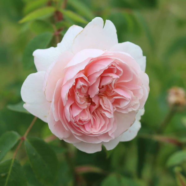 'Parade Cajsa' Patio Shrub Rose
