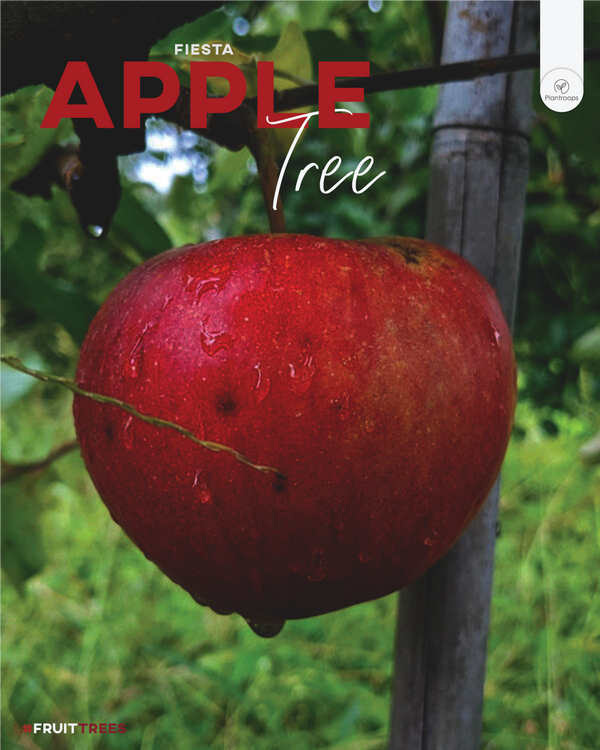 'Fiesta' Apple Tree