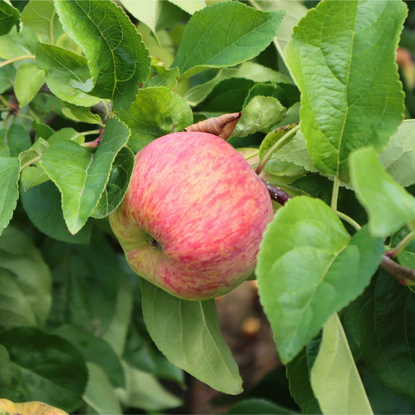'Sunset' Apple Tree